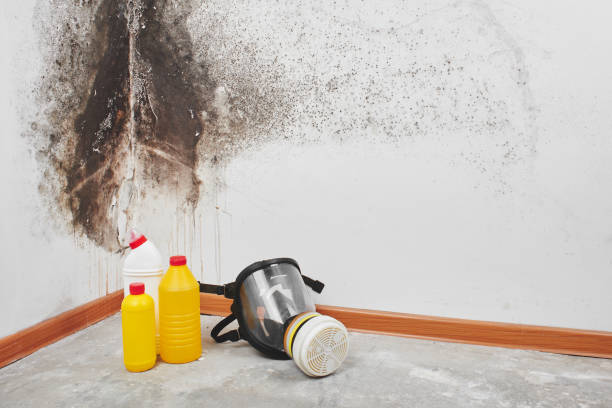 Best Commercial Mold Remediation in North Alamo, TX