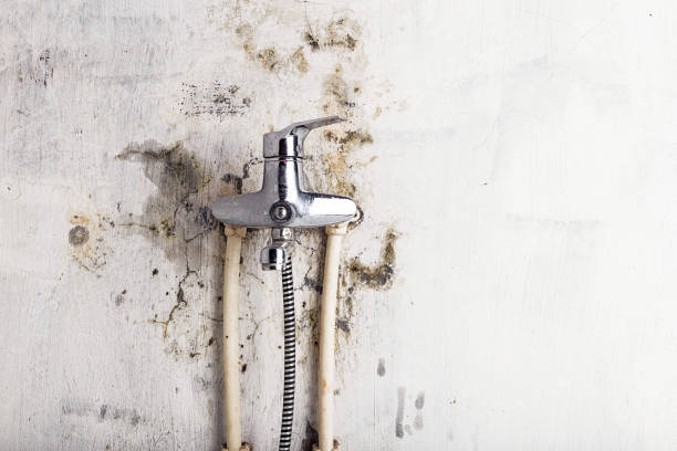 Best Bathroom Mold Remediation in North Alamo, TX