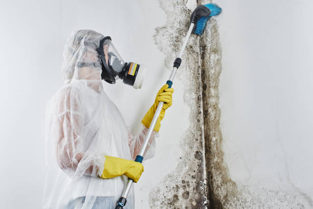  North Alamo, TX Mold Removal Pros