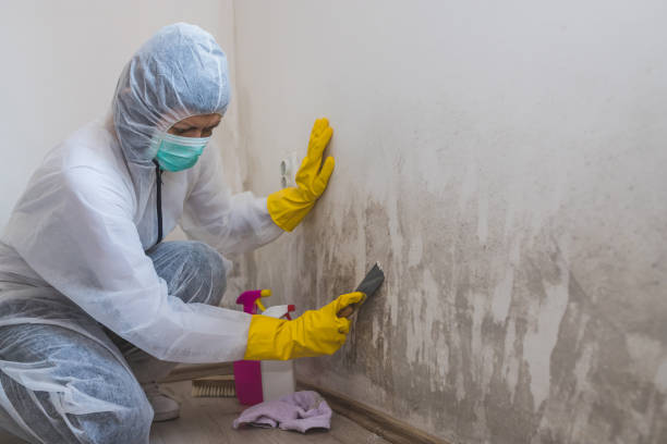 Best DIY Mold Remediation Support Services in North Alamo, TX