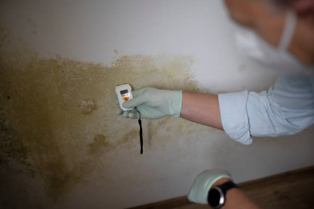 Best Mold Remediation for Specific Building Types in North Alamo, TX