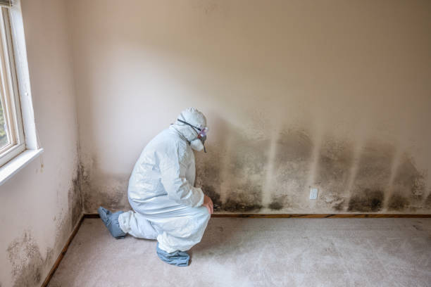 Reliable North Alamo, TX Mold Remediation Solutions