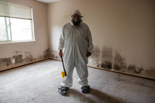 Best Mold Remediation for Specific Building Types in North Alamo, TX