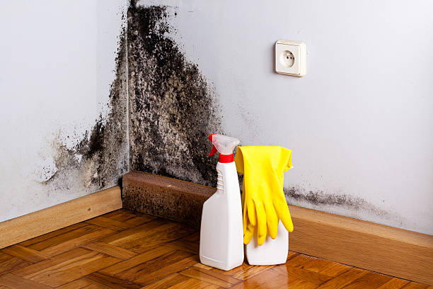 Best Residential Mold Remediation in North Alamo, TX