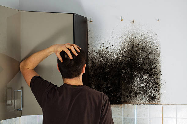 Professional Mold Remediation in North Alamo, TX