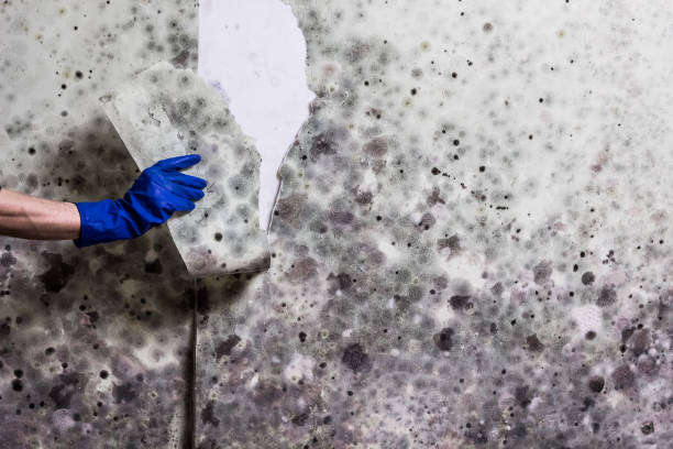 Best Localized Mold Remediation (e.g., coastal areas, humid climates) in North Alamo, TX