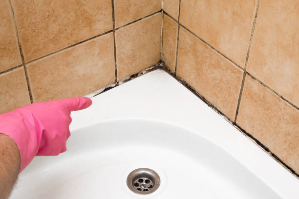 Best Commercial Mold Remediation in North Alamo, TX
