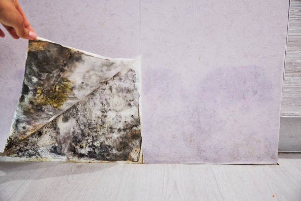 Best Post-Flood Mold Remediation in North Alamo, TX